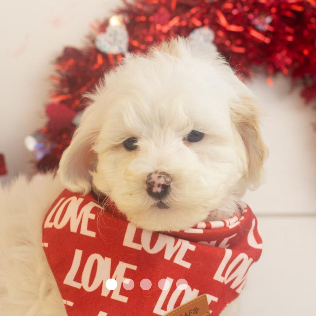 Copy of FBP Design.png