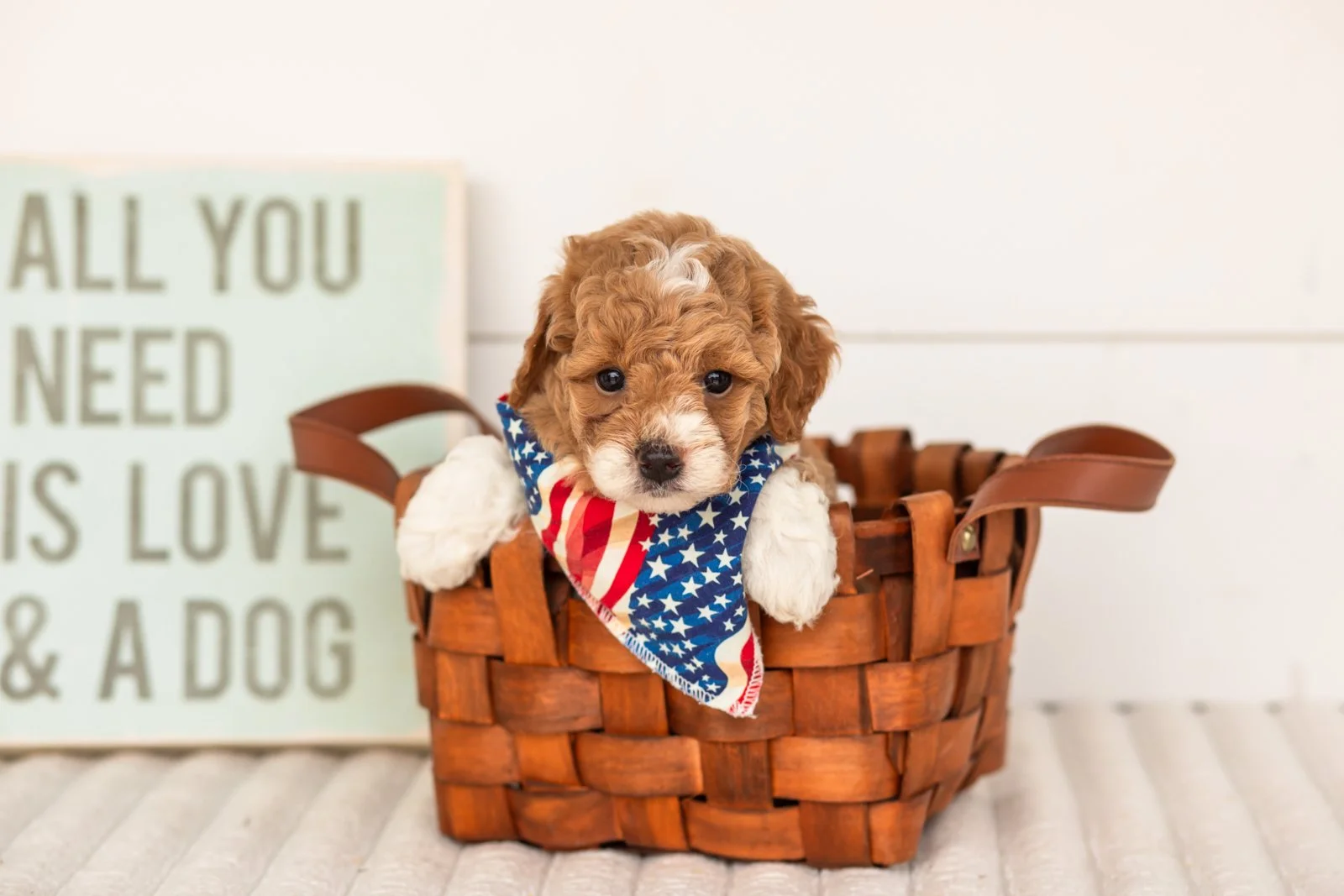 Lamar goldendoodle for sale(3).jpg