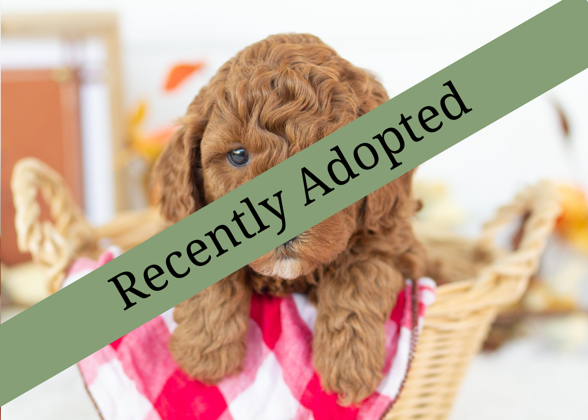 goldendoodle for sale