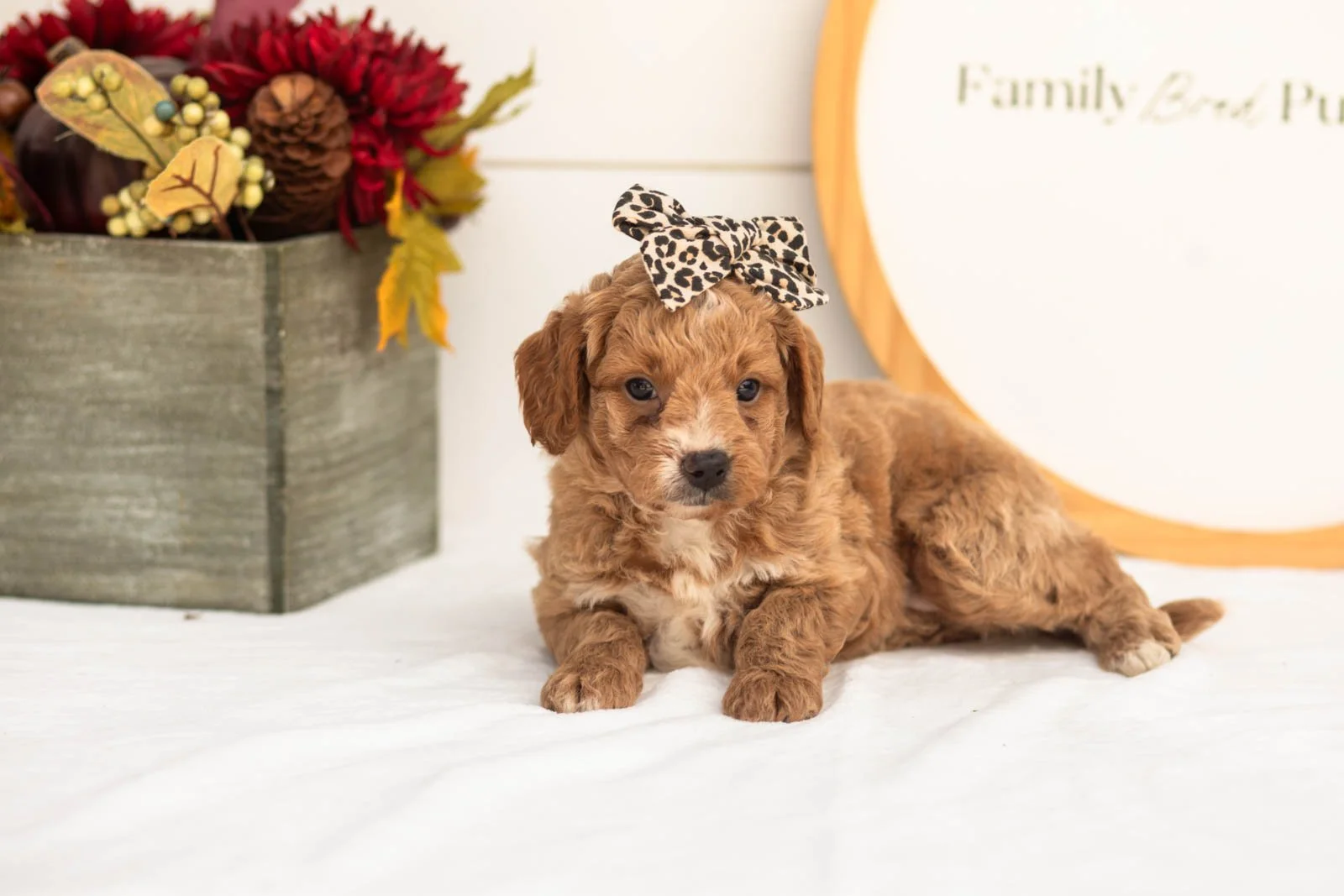 Katydid goldendoodle for sale.jpg