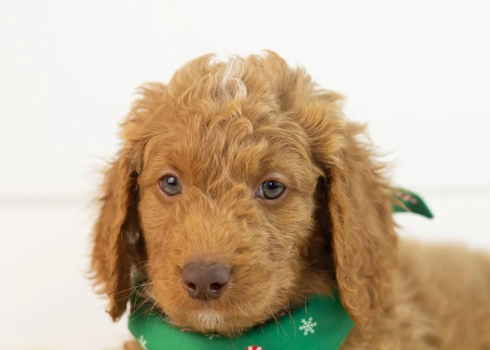 Spur goldendoodle for sale(3).jpg