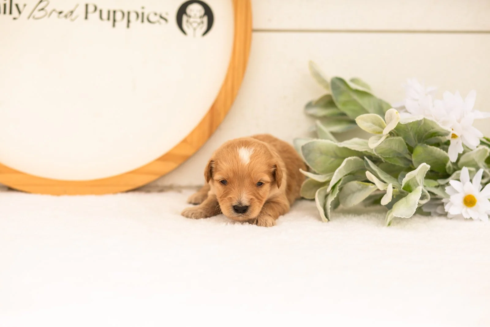 Ezra goldendoodle for sale.jpg