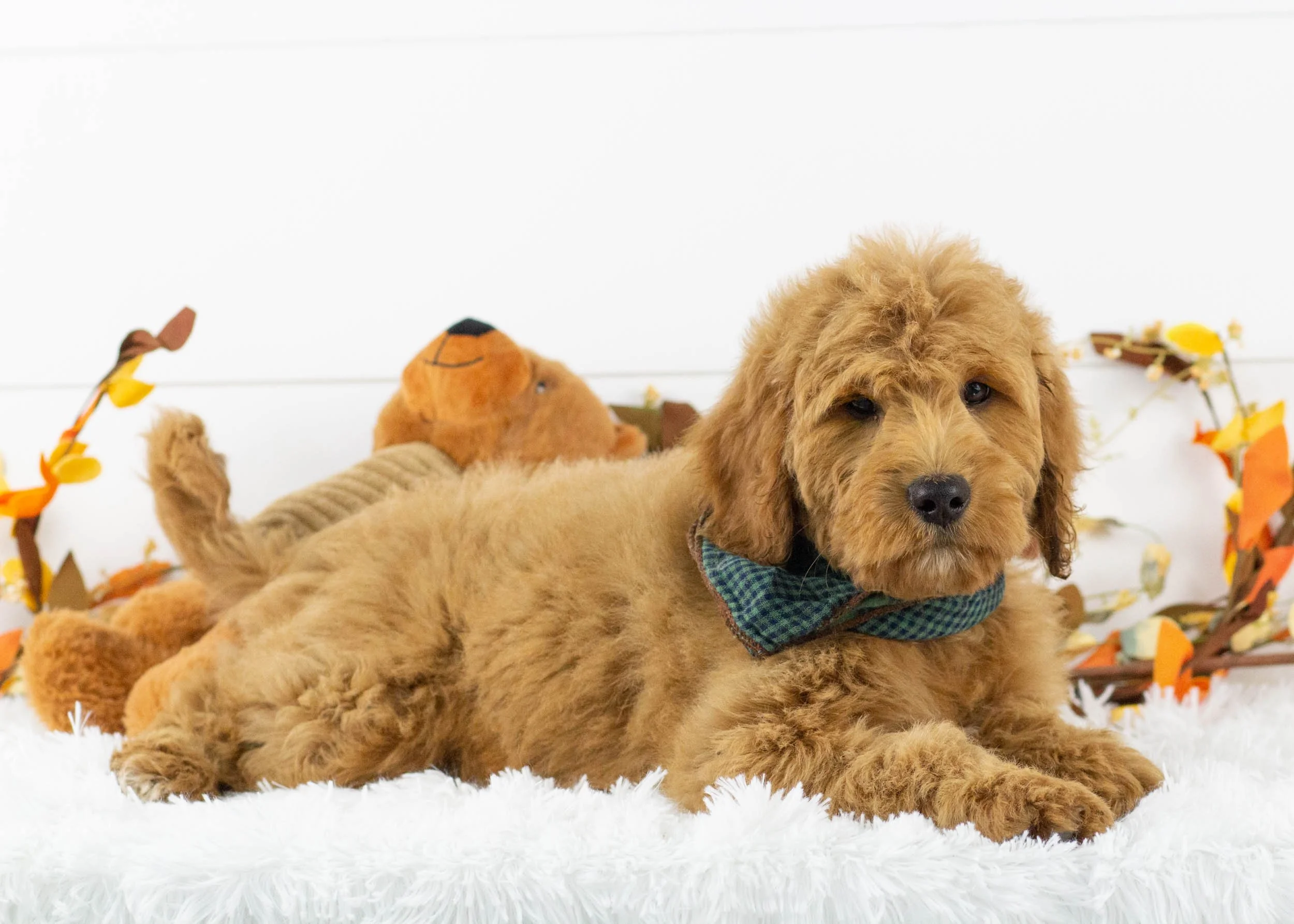 Medium Goldendoodle Getting A Goldendoodle Puppy Medium