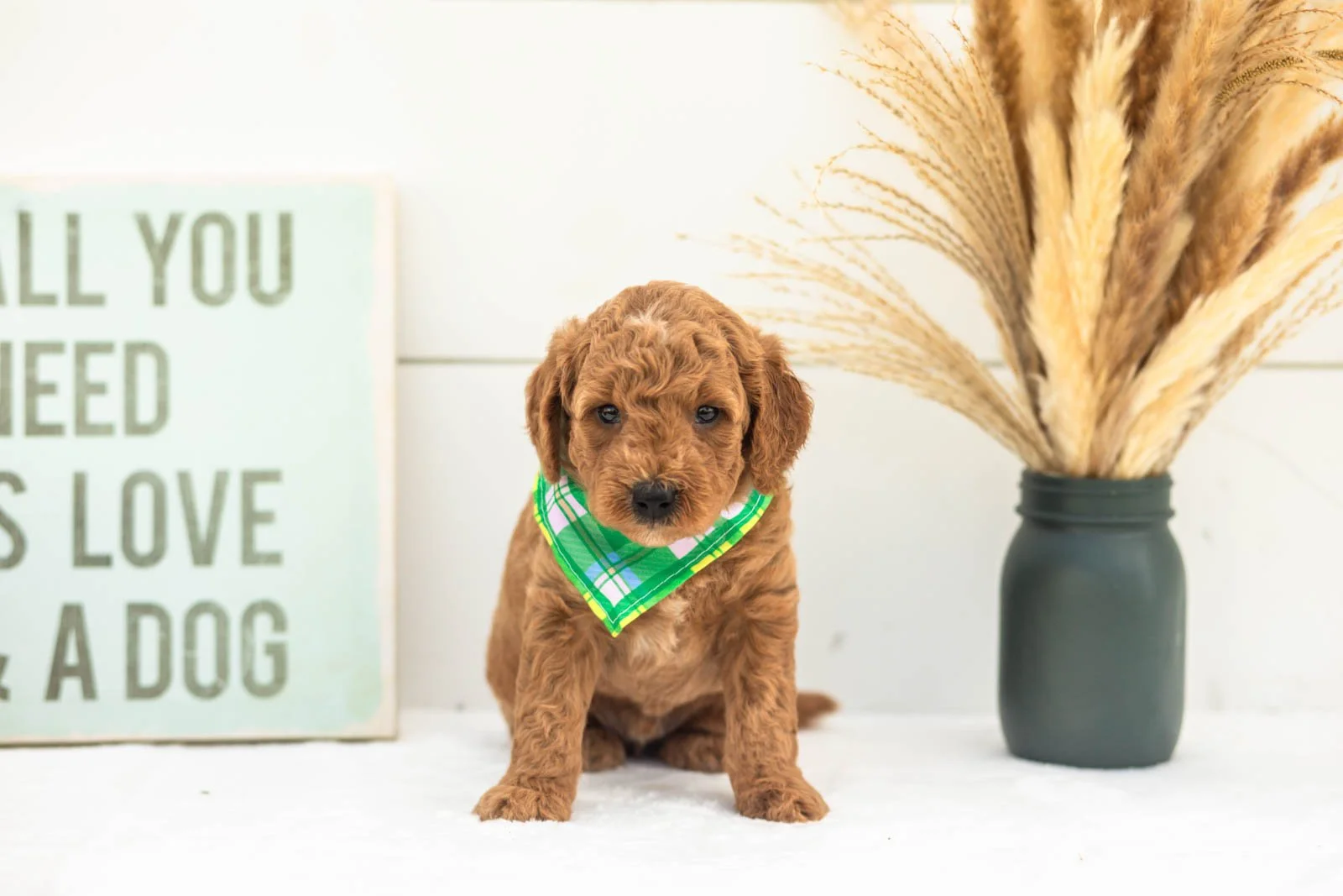 Mocha goldendoodle for sale(3).jpg