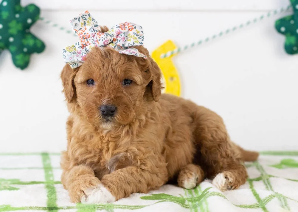Barbara goldendoodle for sale(1).jpg