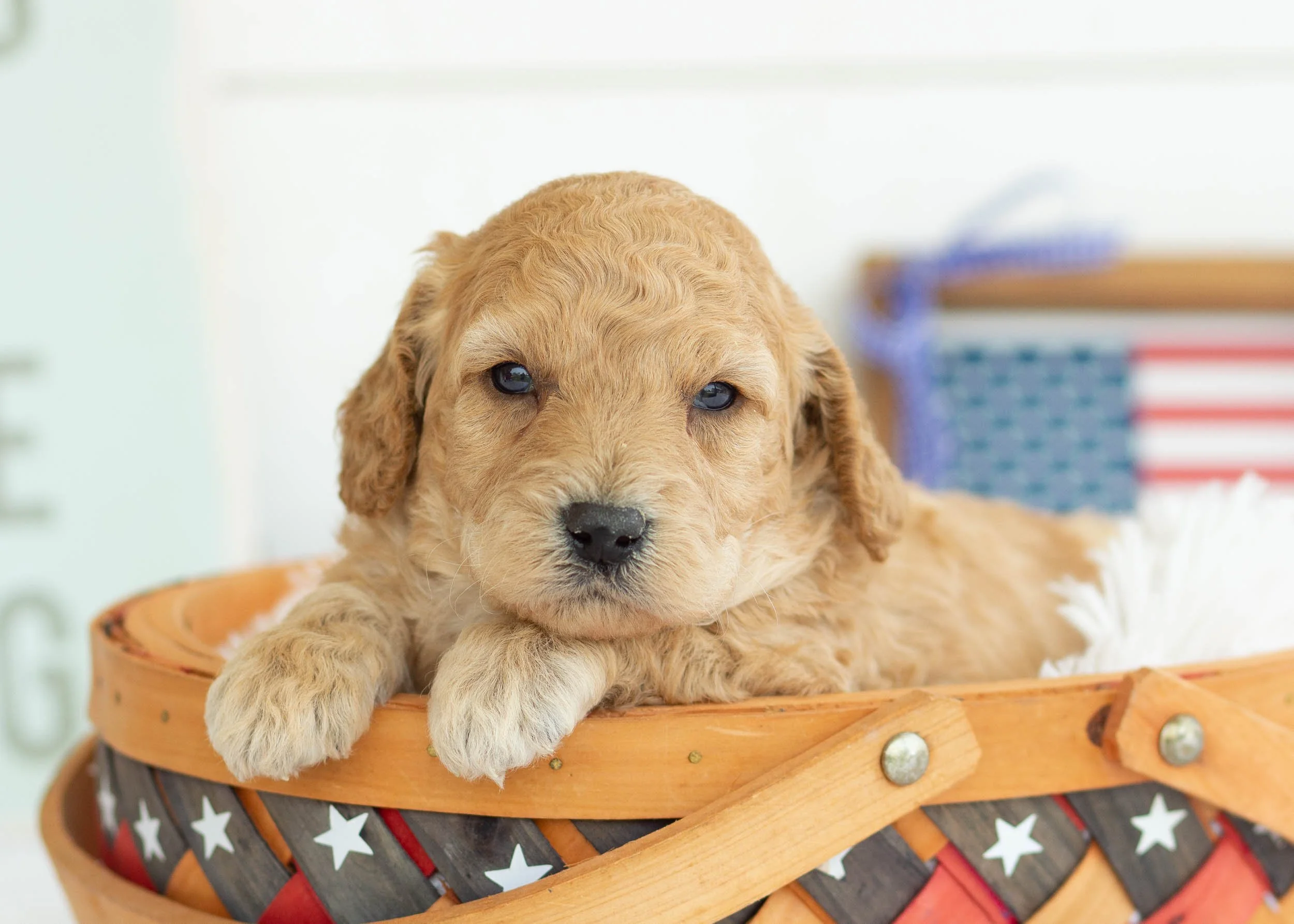 Bean Goldendoodle For Sale.jpg