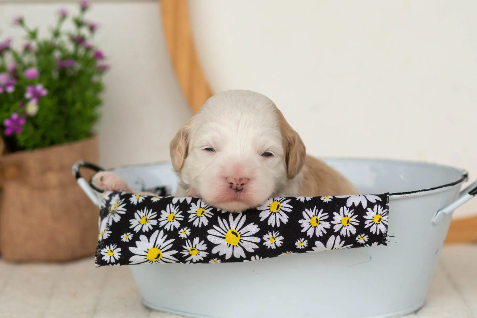 Flash goldendoodle for sale(3).jpg