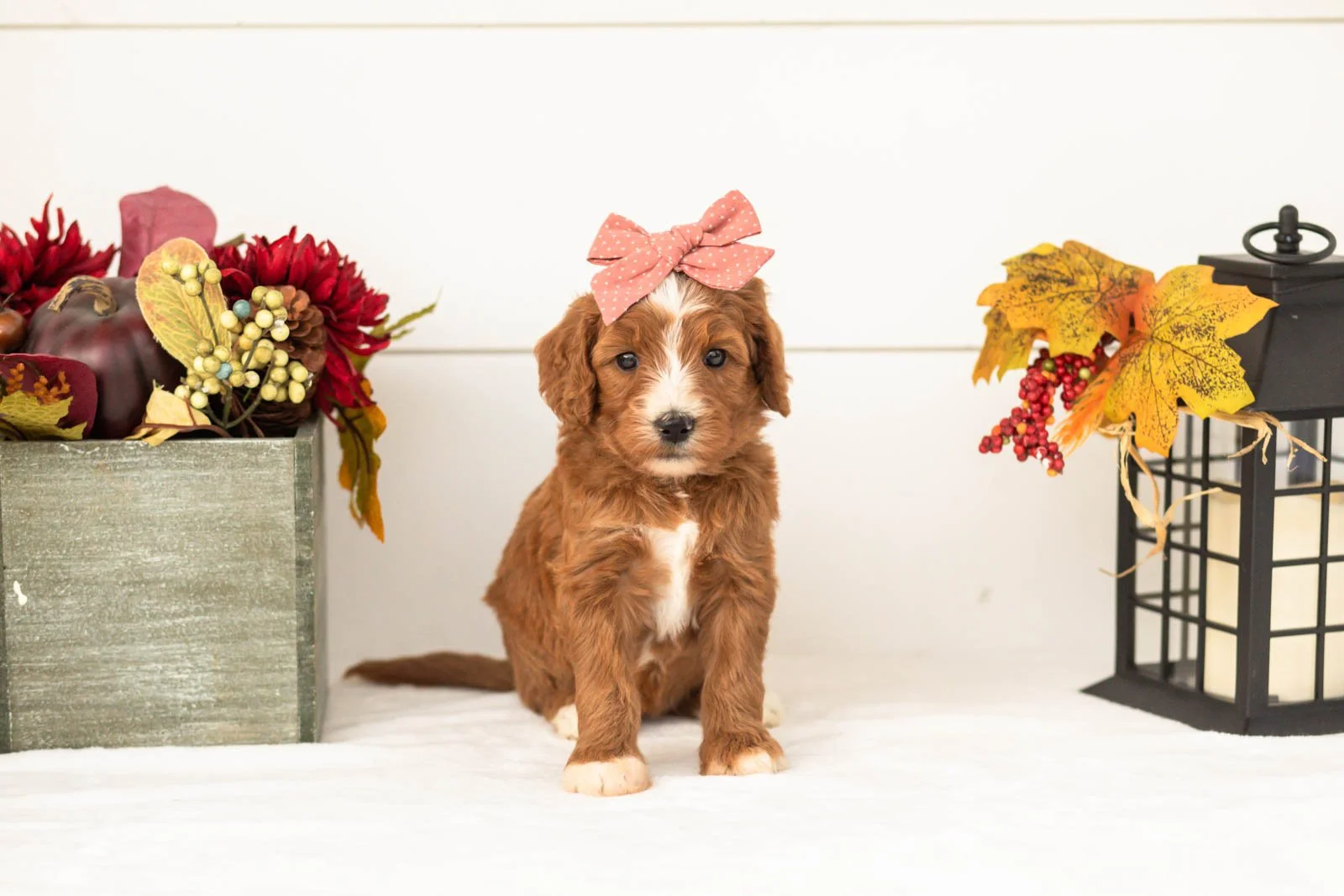 heffalump goldendoodle for sale(2).jpg