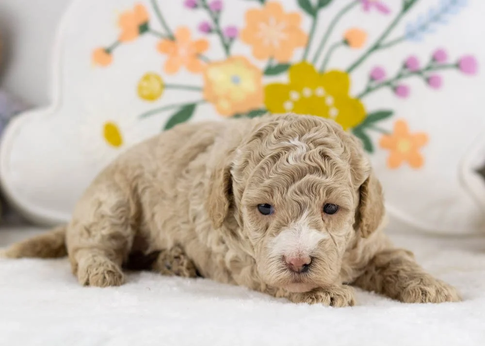cinderella goldendoodle for sale.jpg