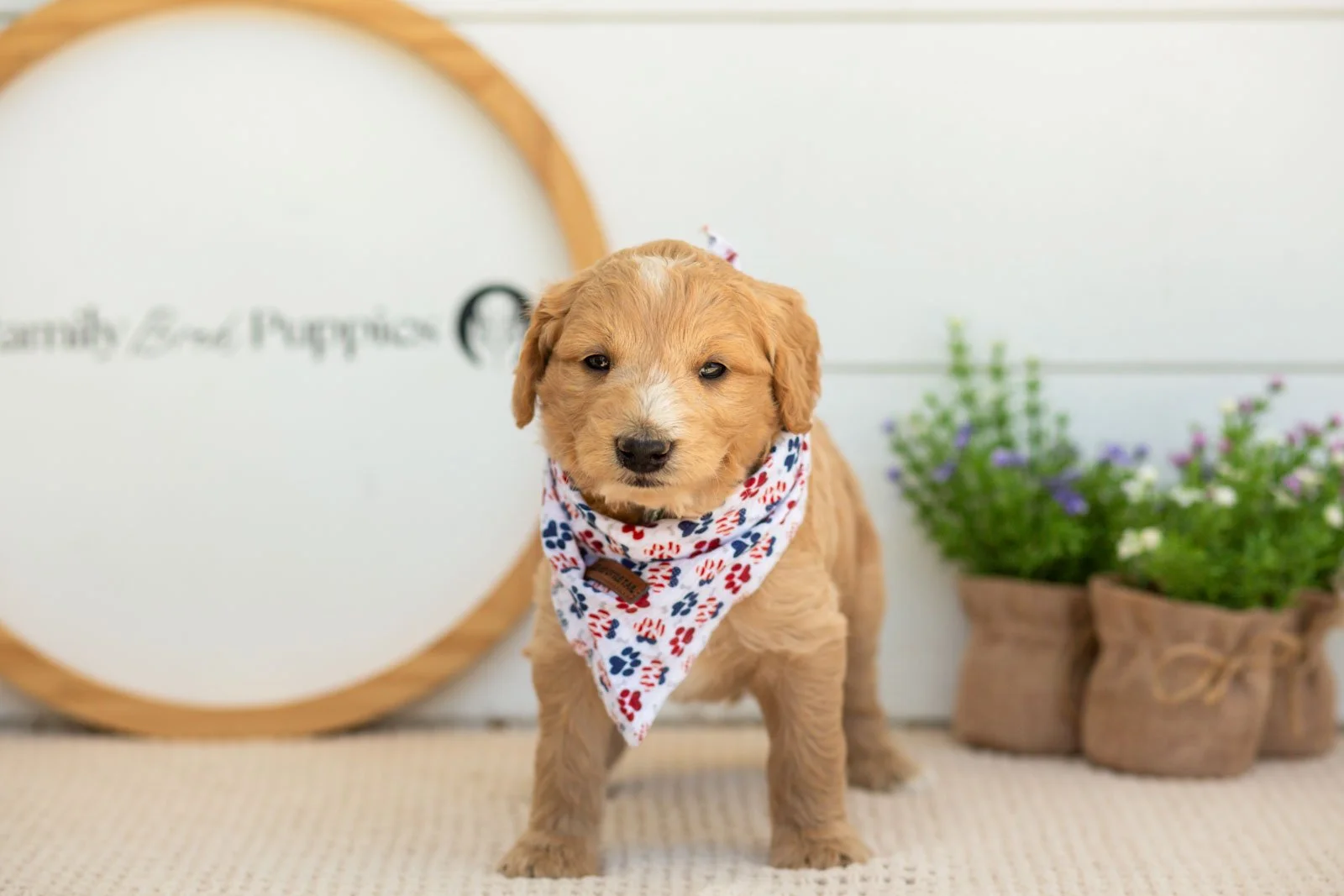 Sonny Goldendoodle for sale(2).jpg