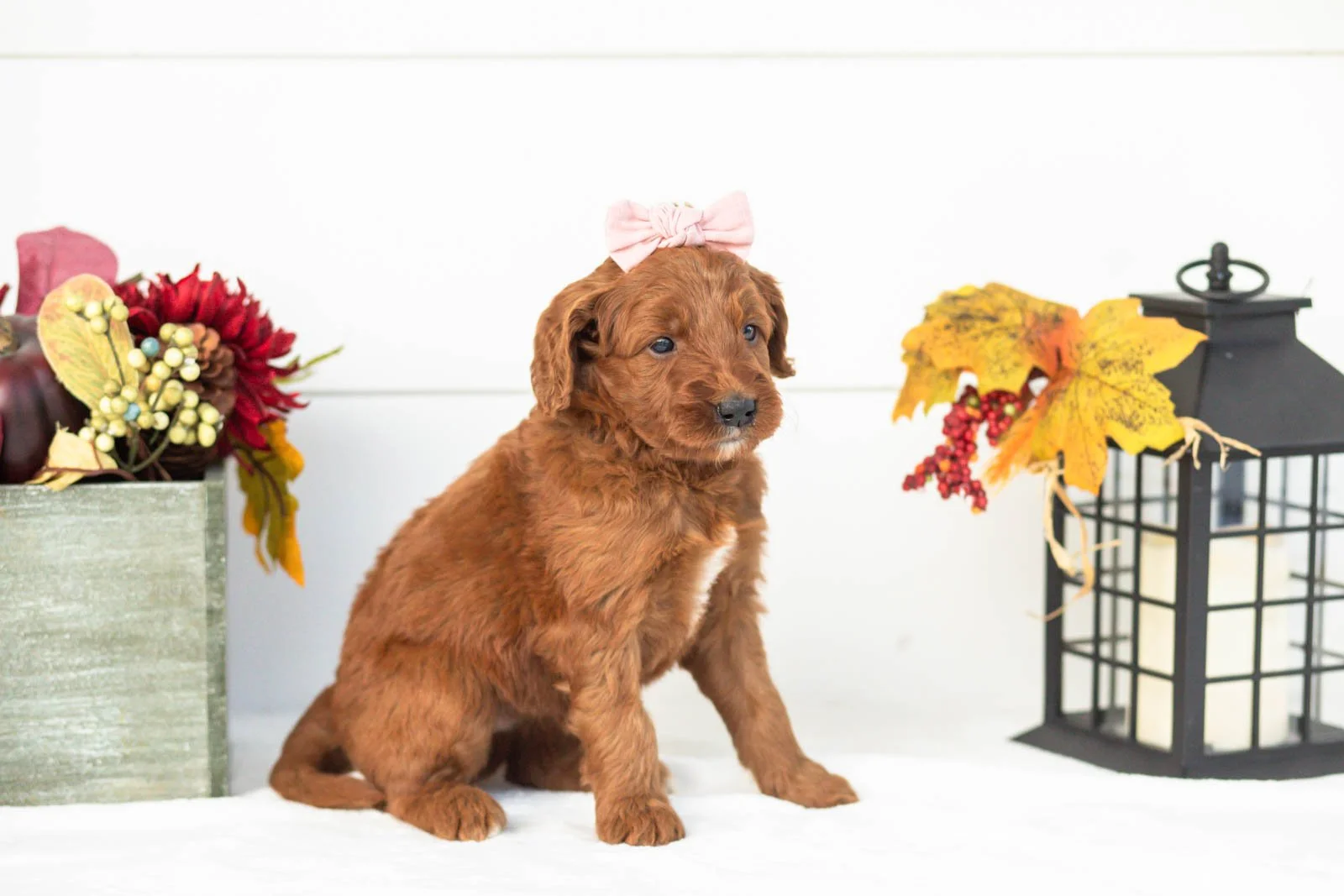 Piglet goldendoodle for sale(1).jpg