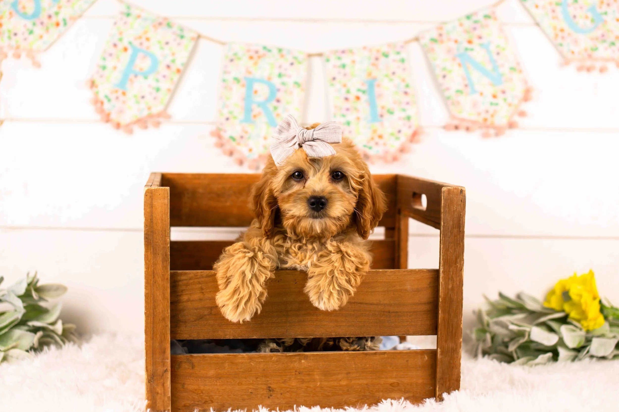 goldendoodle for sale