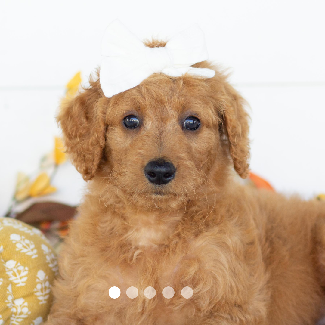 Copy of FBP Design.png