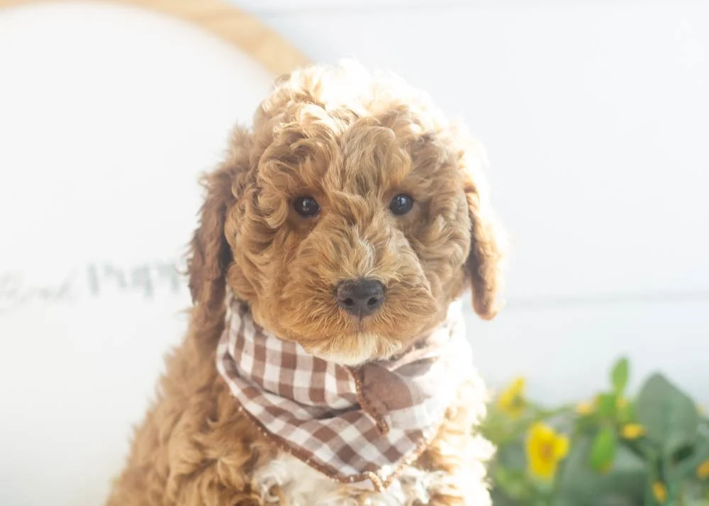 Blake goldendoodle for sale(3).jpg