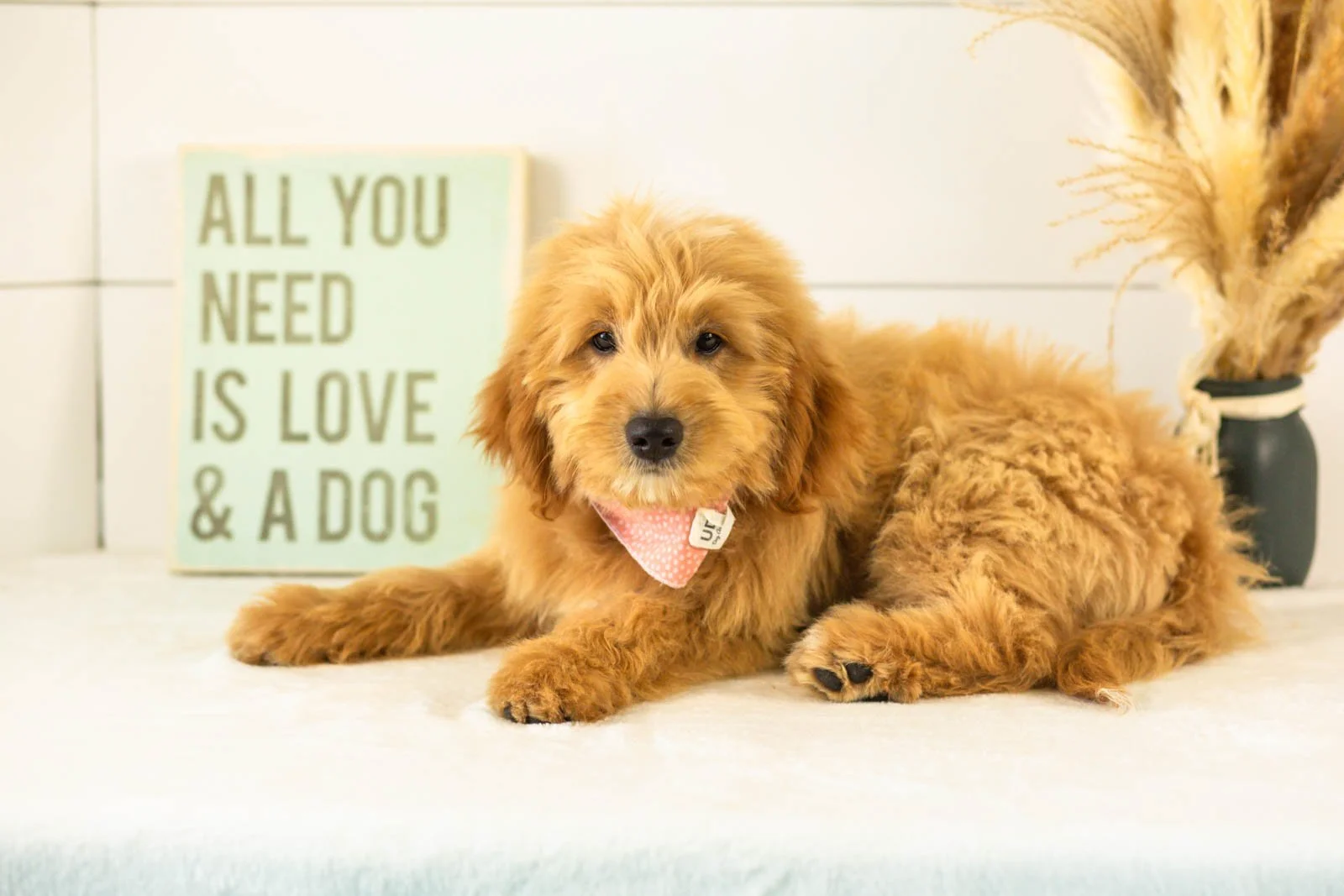 Ethan goldendoodle for sale.jpg