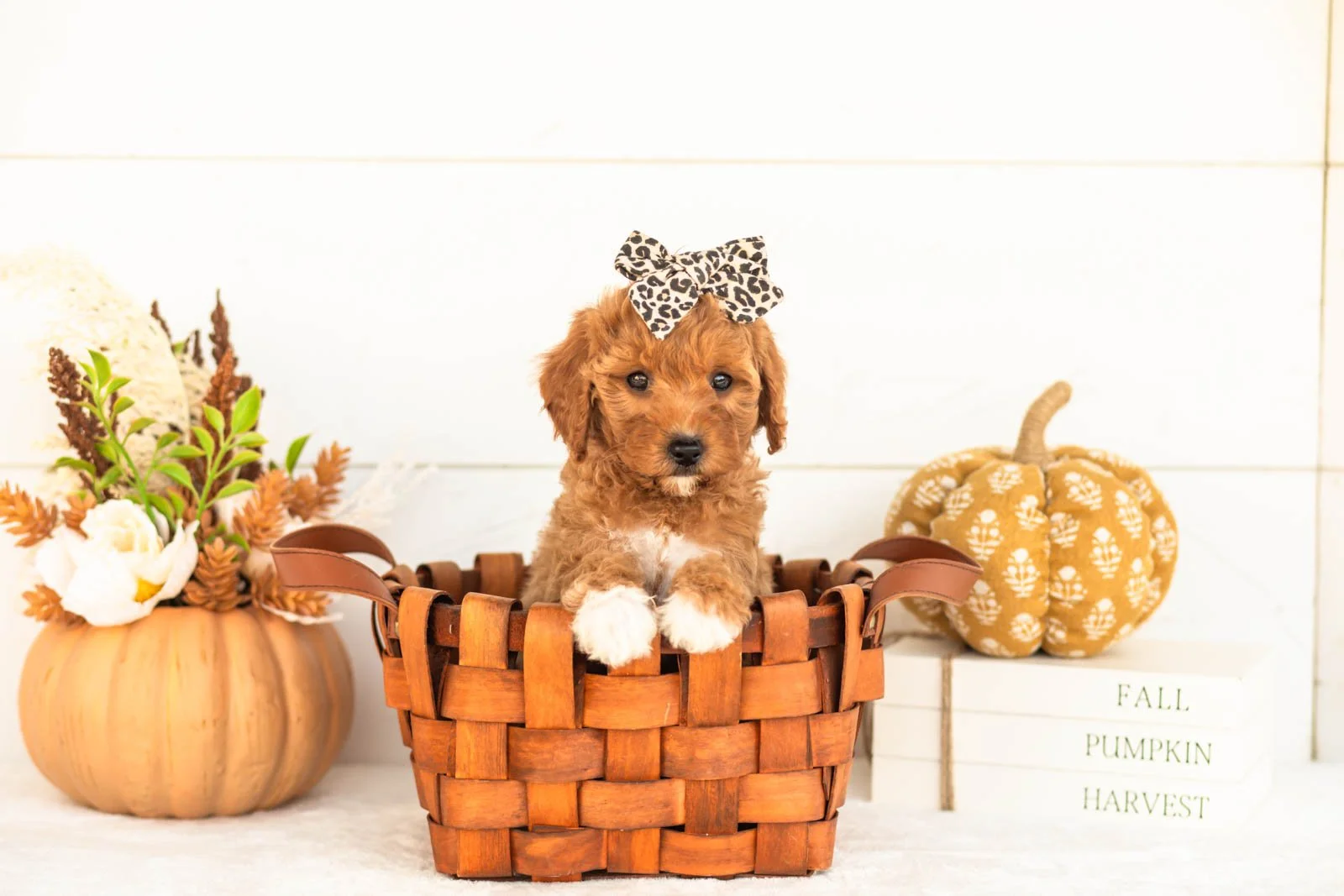 Juniper goldendoodle for sale 1.jpg