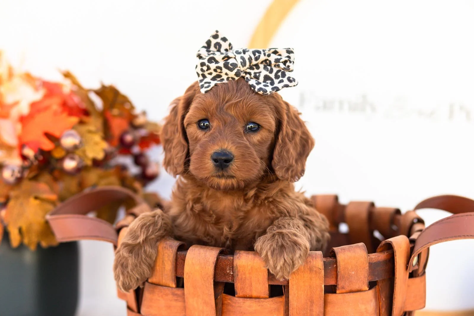 Eva goldendoodle for sale 2.jpg