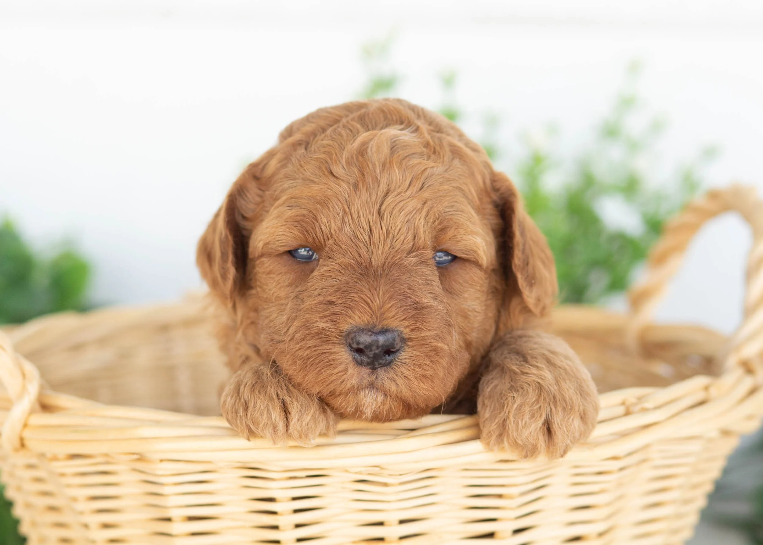 Cove Goldendoodle for sale.jpg