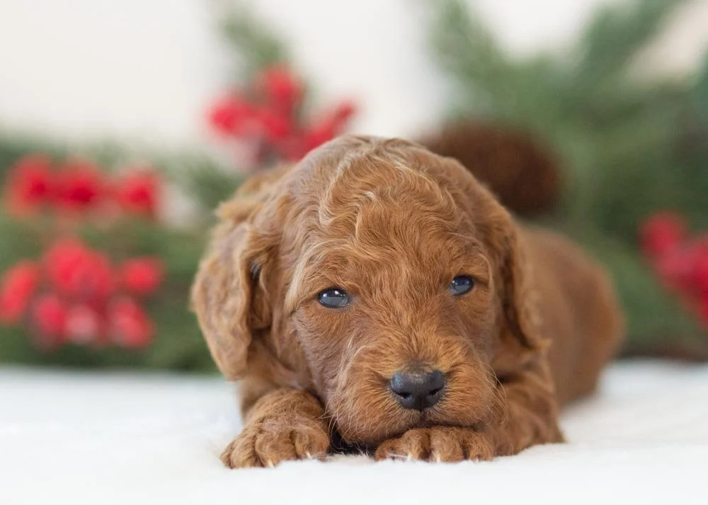 Grinch goldendoodle for sale(2).jpg