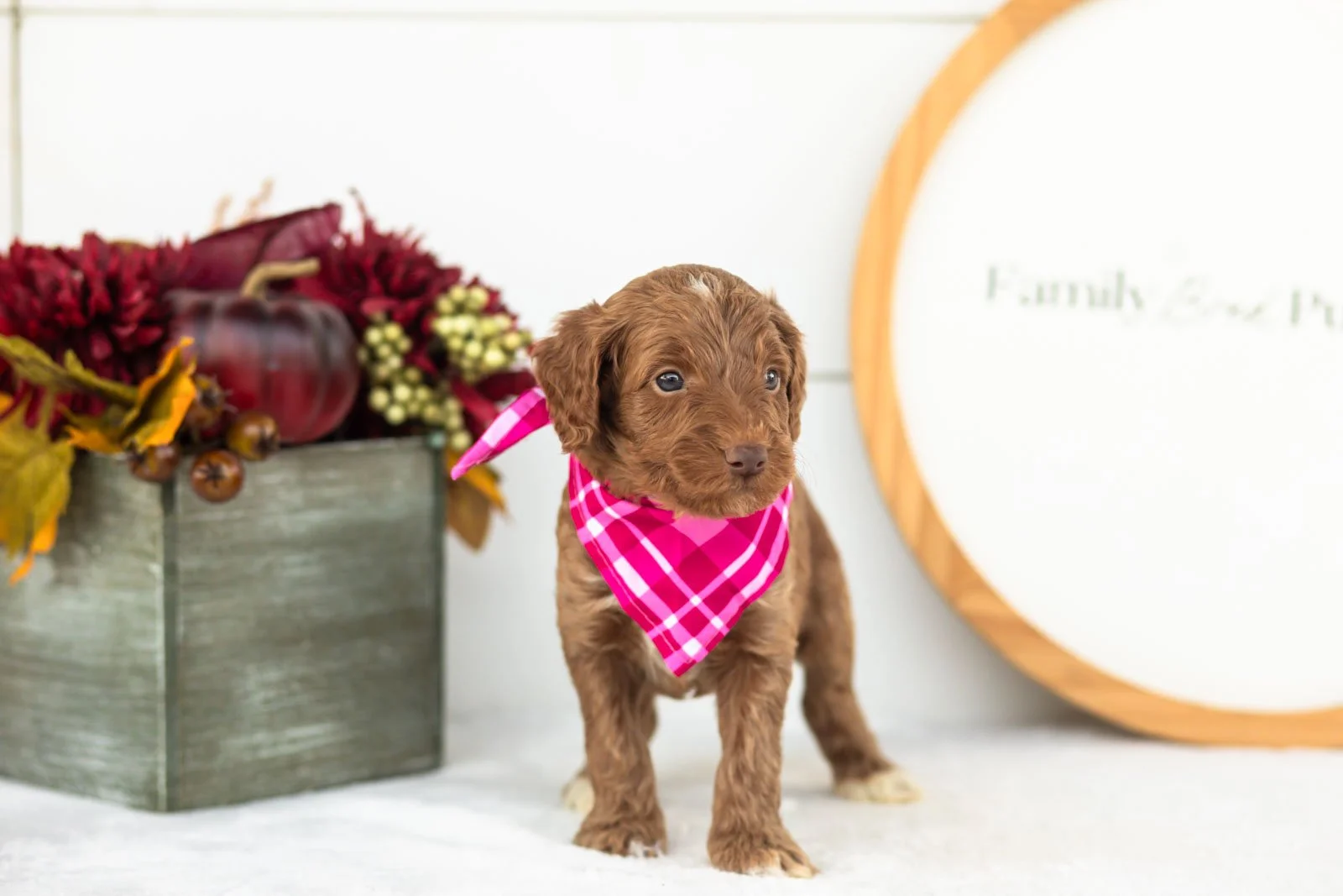 Ozark goldendoodle for sale.jpg