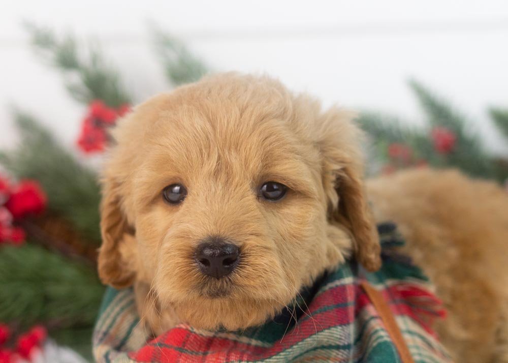 Foggy goldendoodle for sale(3).jpg