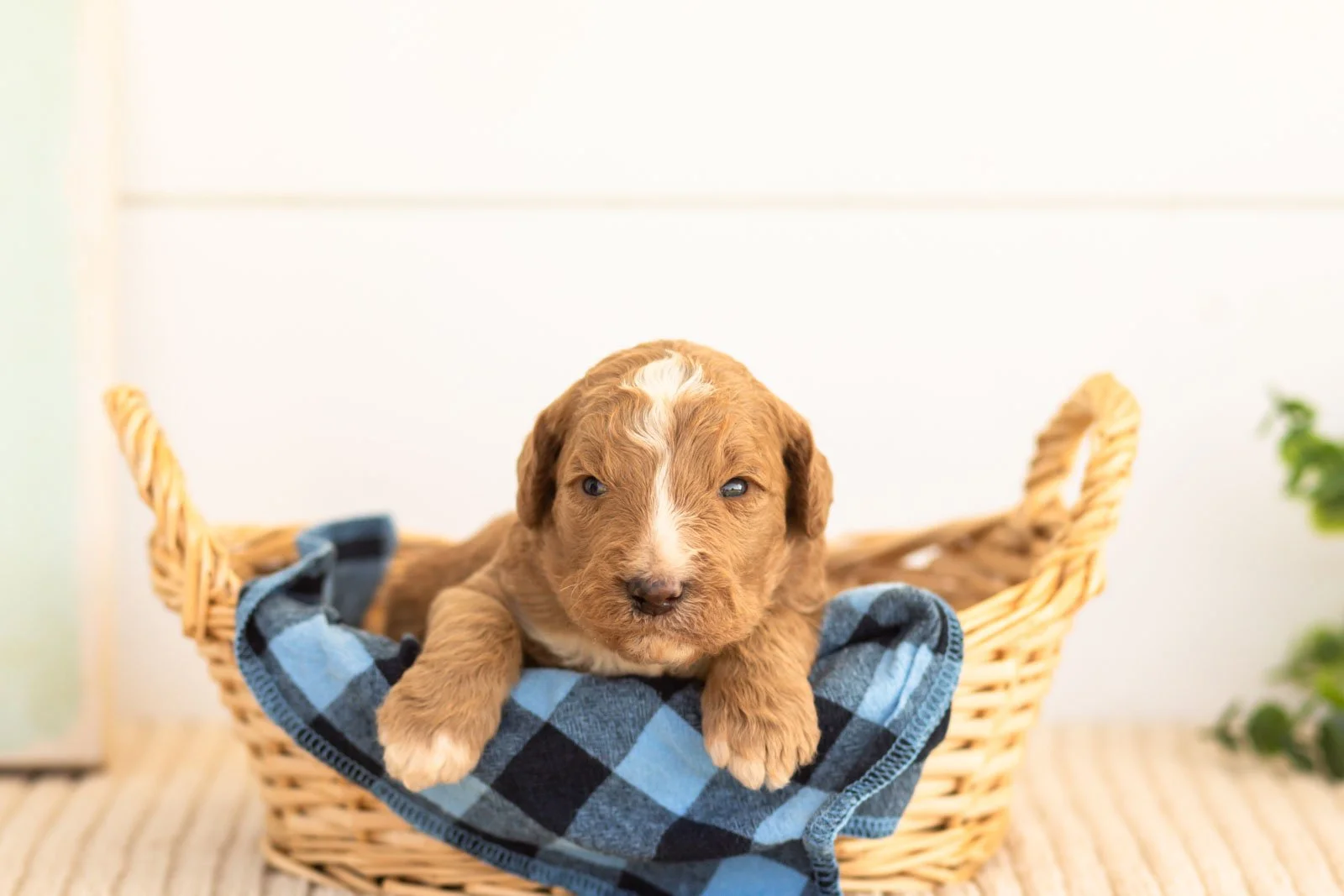 Alps goldendoodle for sale(2).jpg