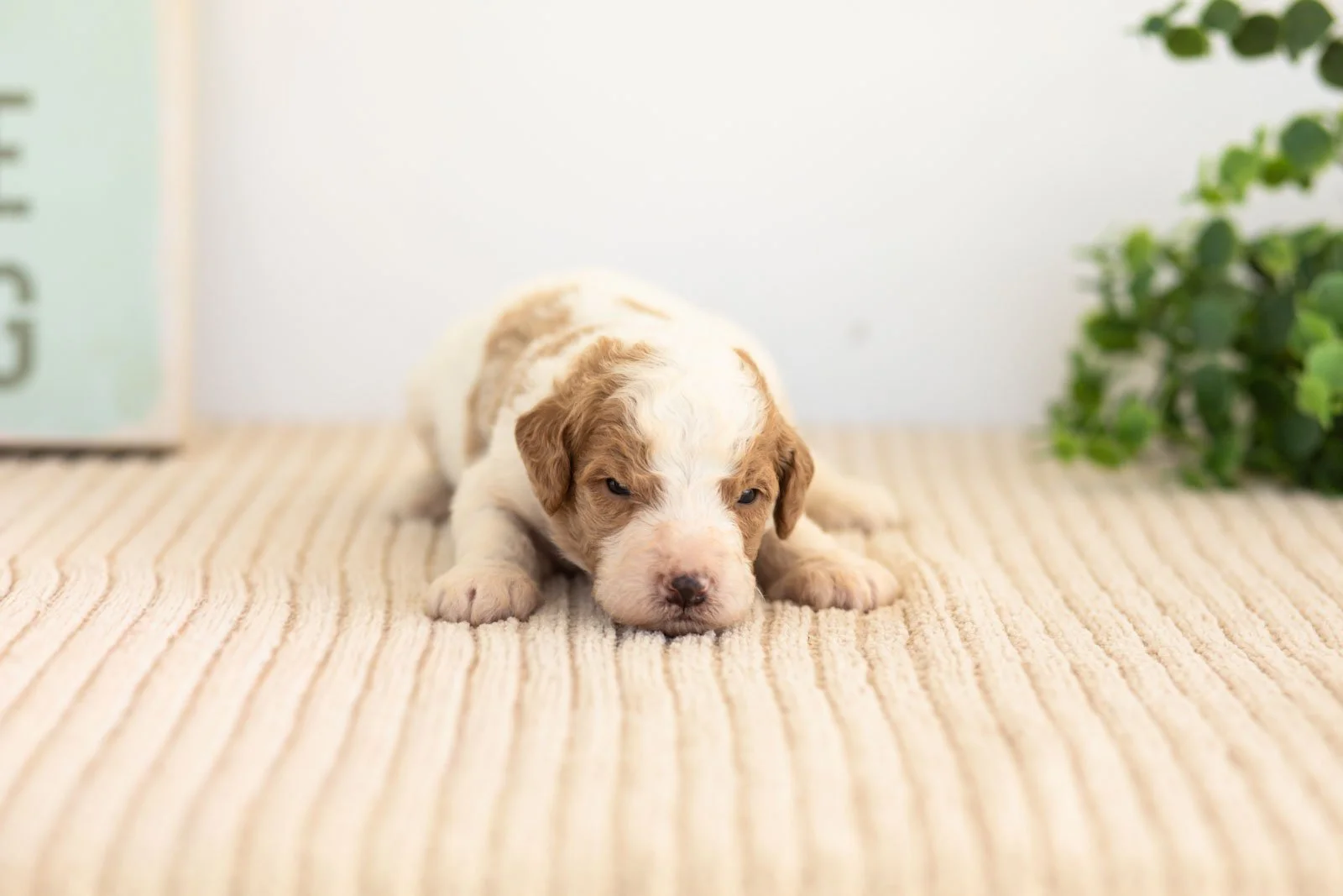 Rocky goldendoodle for sale(1).jpg