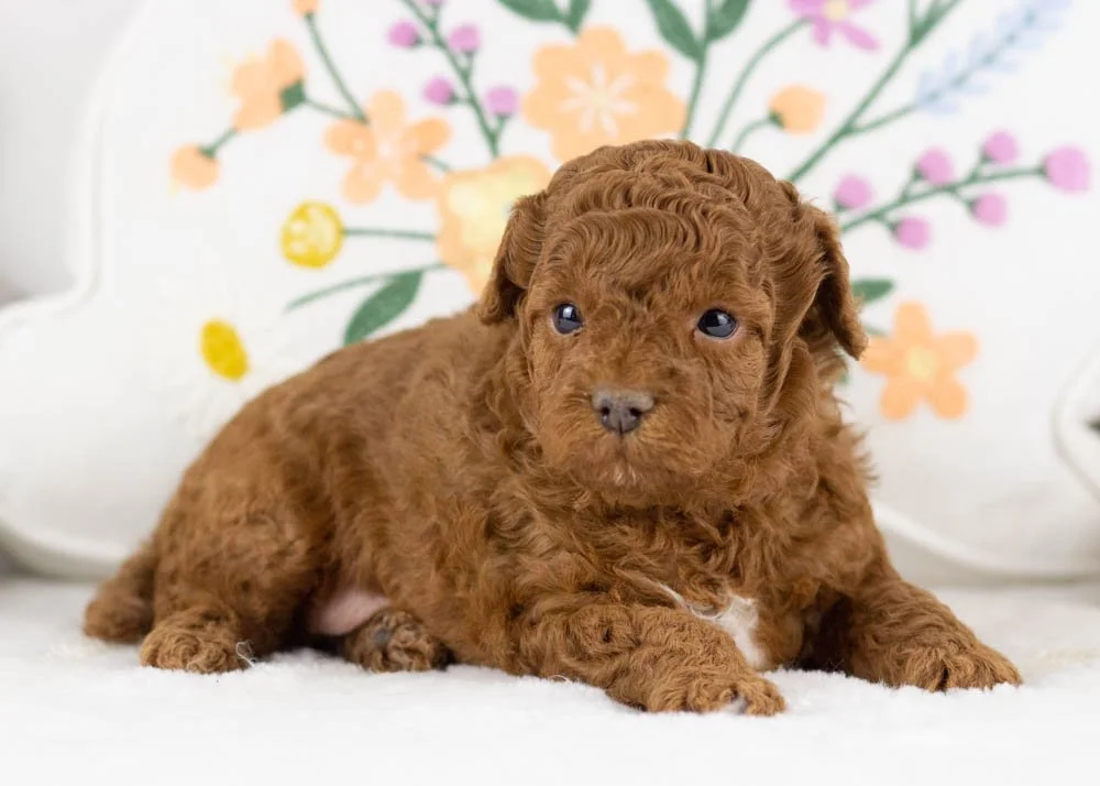Flynn goldendoodle for sale..jpg