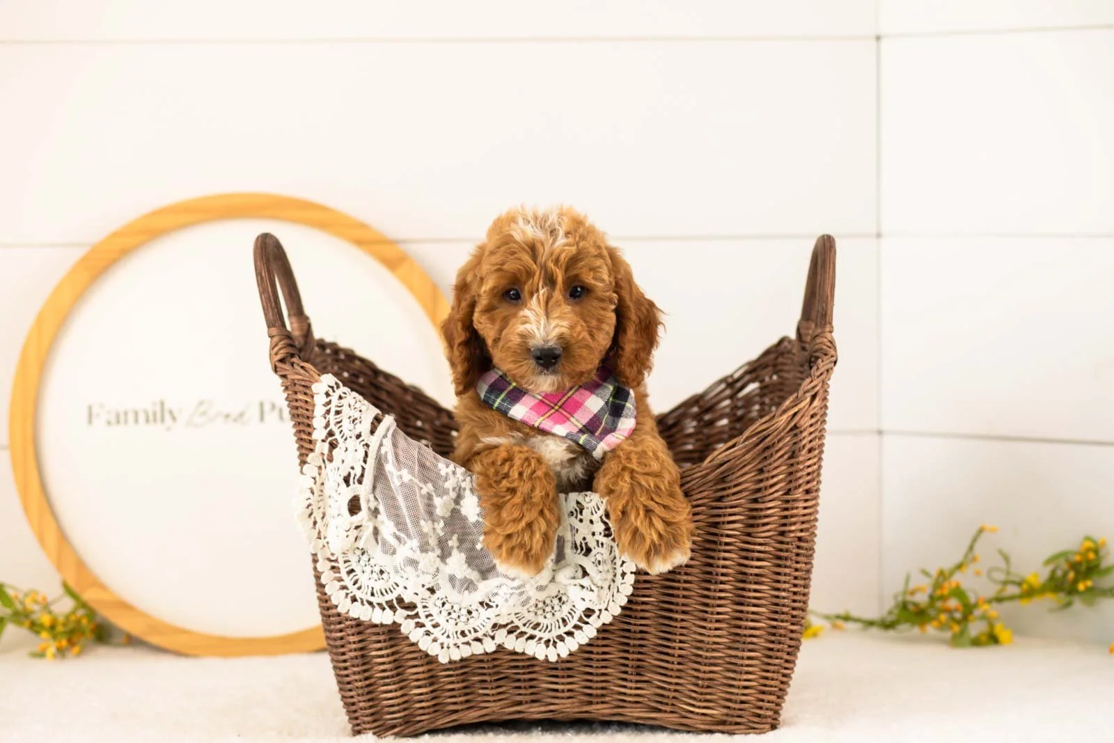 Sunny Goldendoodle for sale(4).jpg