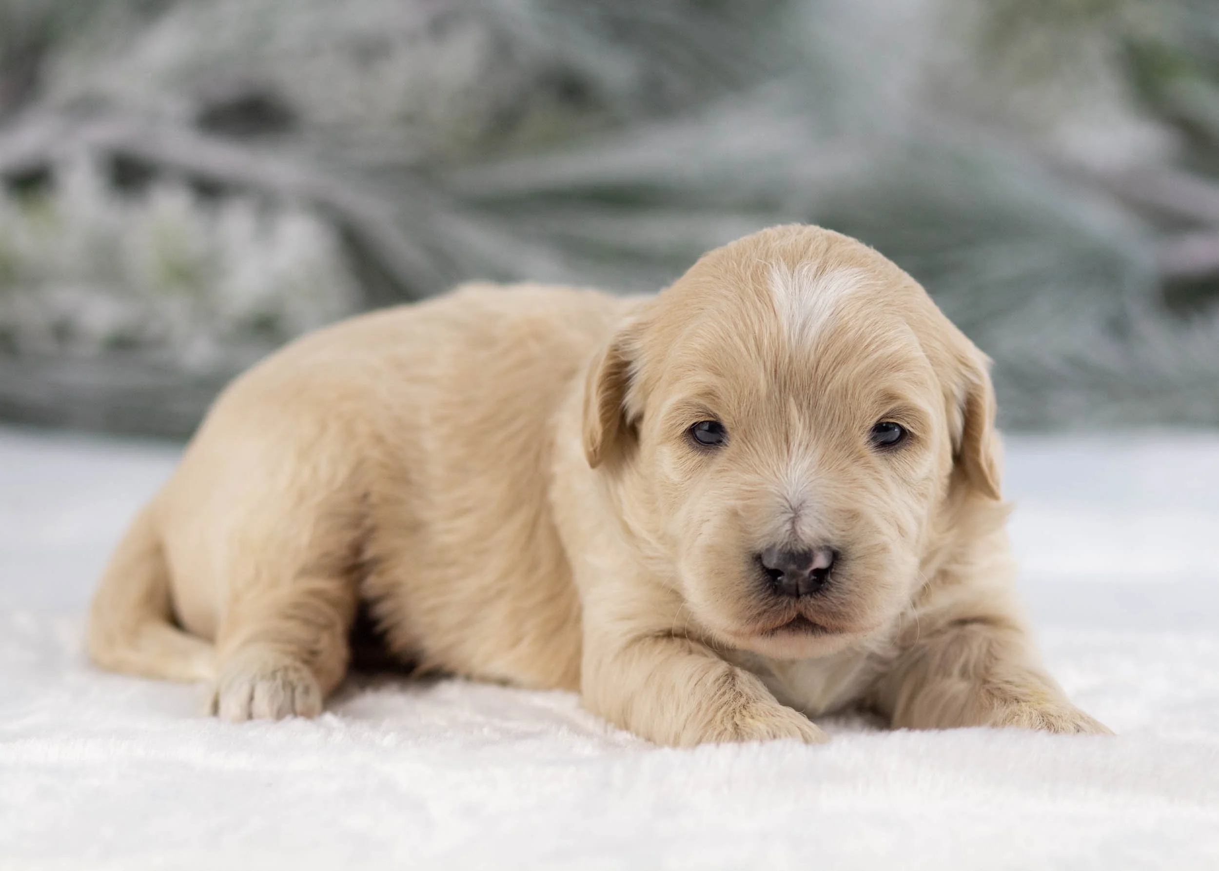 Remi 2-5-25 M Bandit 3.26 White-4783.jpg
