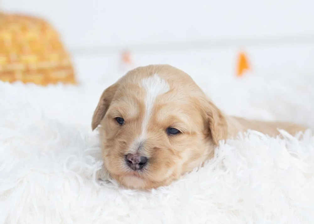 Snowflake Goldendoodle for sale.jpg