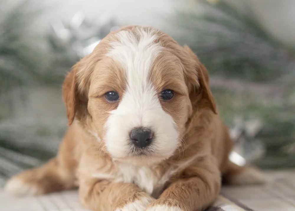 Clark goldendoodle for sale(1).jpg