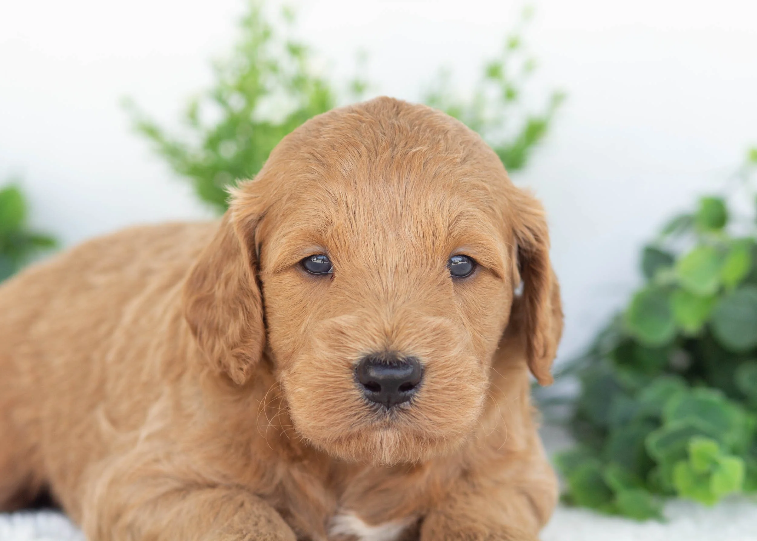 Corgi Golden Retriever Corgi Doodles For Sale Puppies Corgi Hoobly Welsh  Corgi French Bulldog Mix Winnie, image size:2500x1786