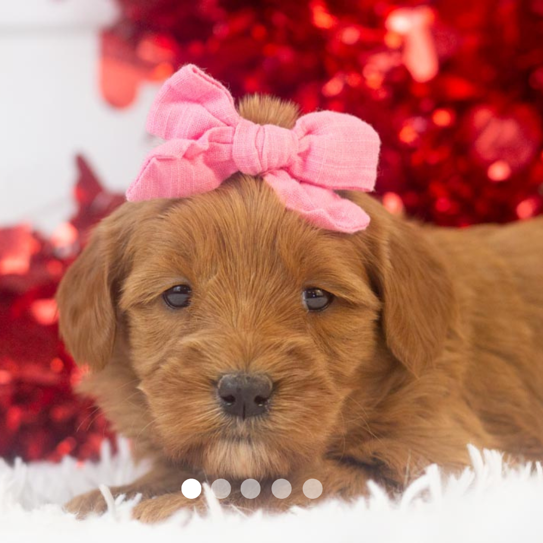 Copy of FBP Design.png