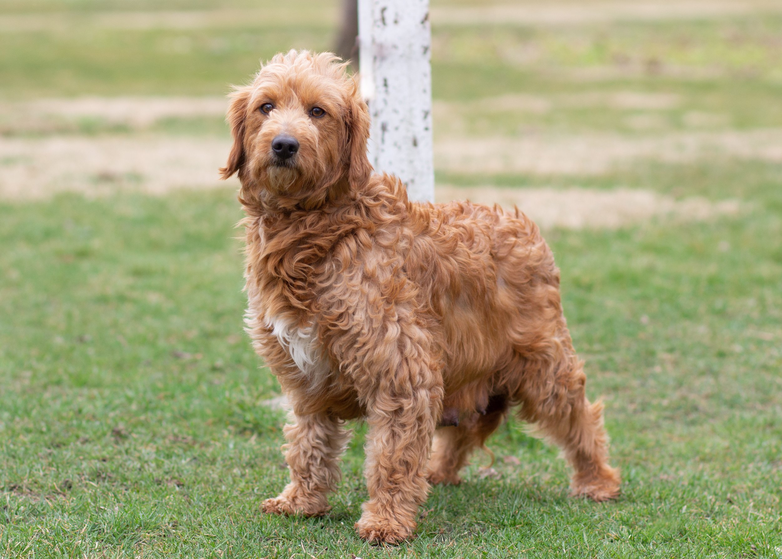 mom goldendoodle