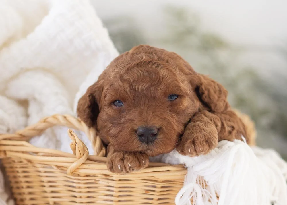 goldendoodle for sale