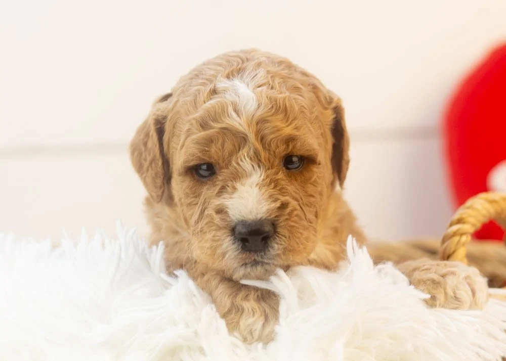 Snowball goldendoodle for sale(1).jpg