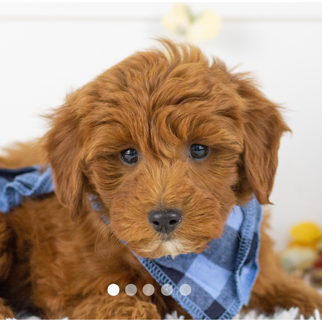 Copy of FBP Design.png