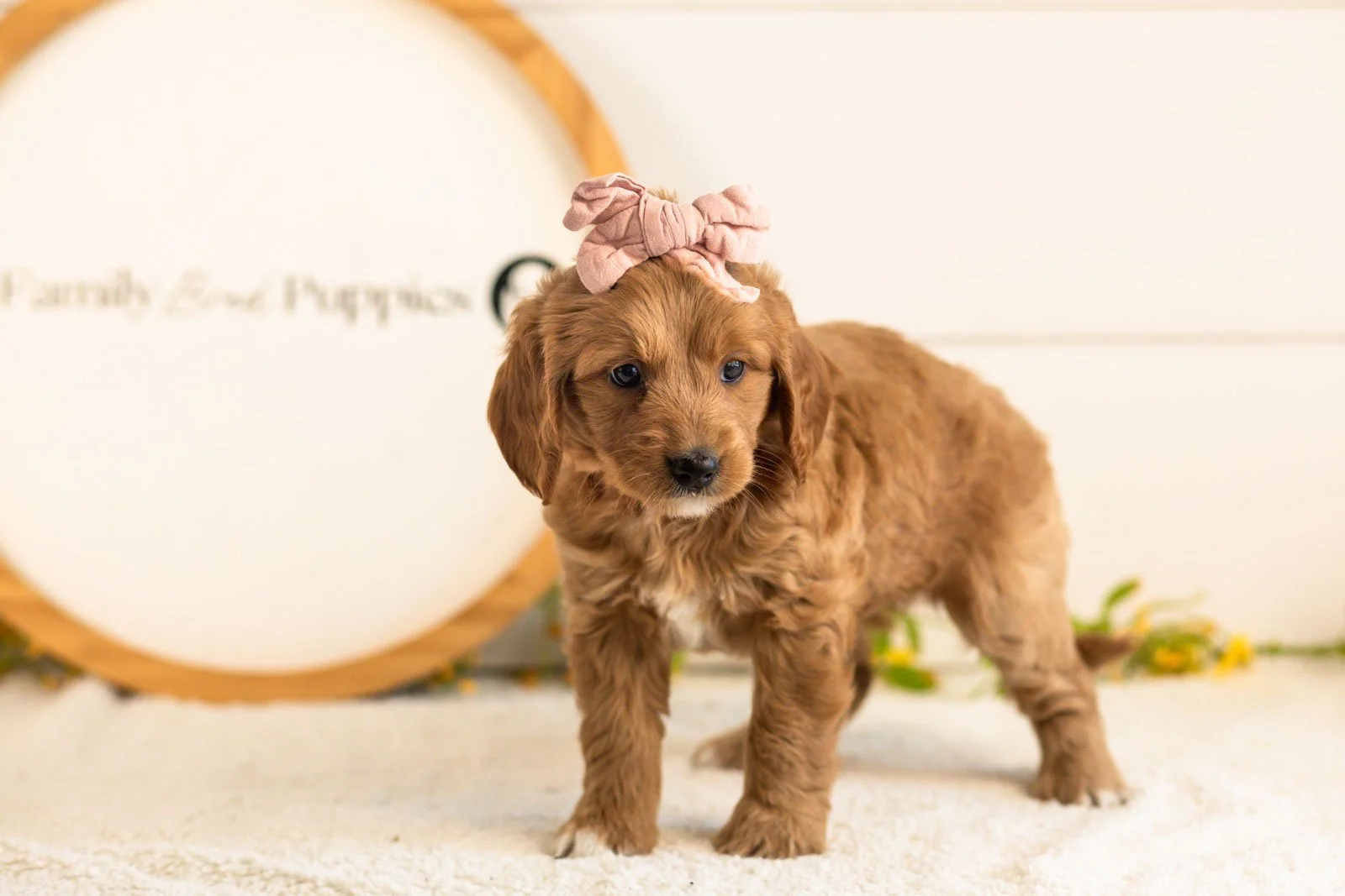 Lani goldendoodle for sale(2).jpg