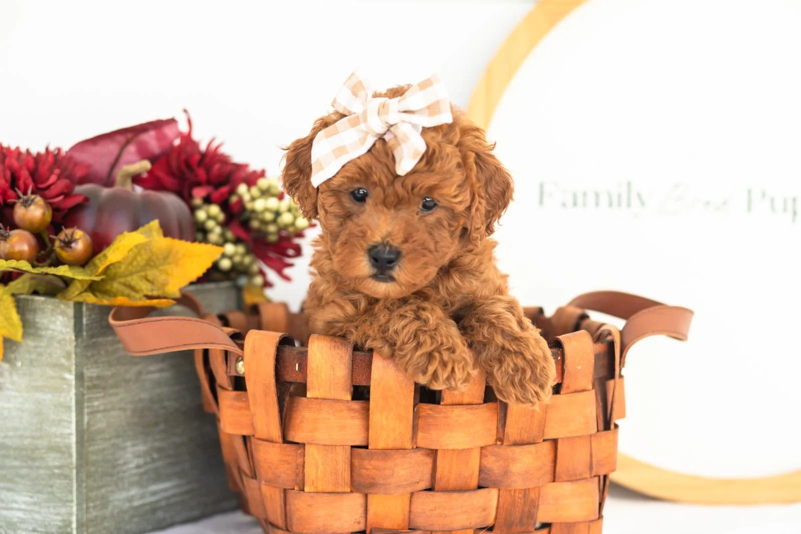 Fleece goldendoodle for sale(3).jpg