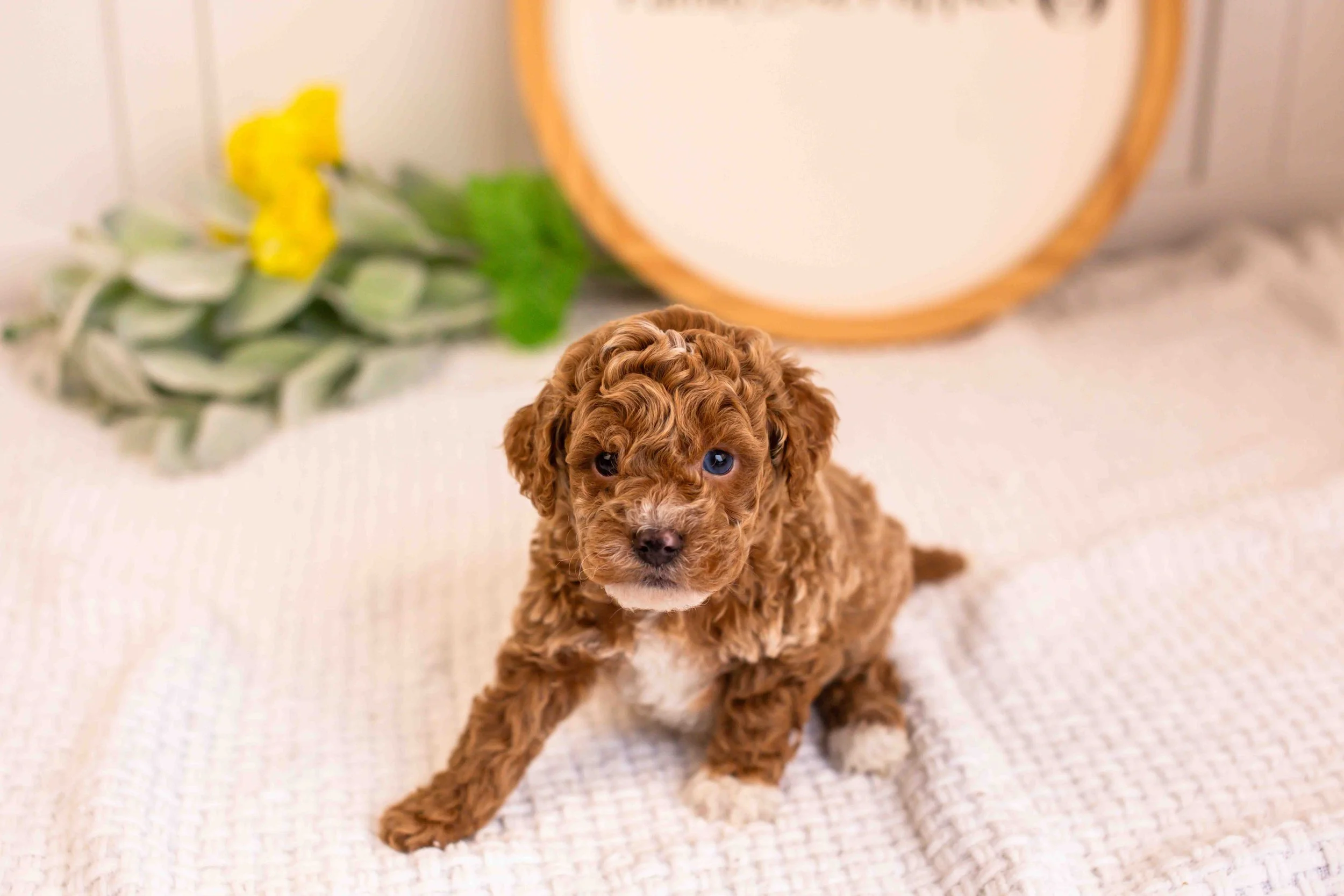 milo goldendoodle for sale(3).jpg