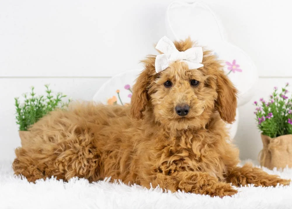 Bingo goldendoodle for sale.jpg