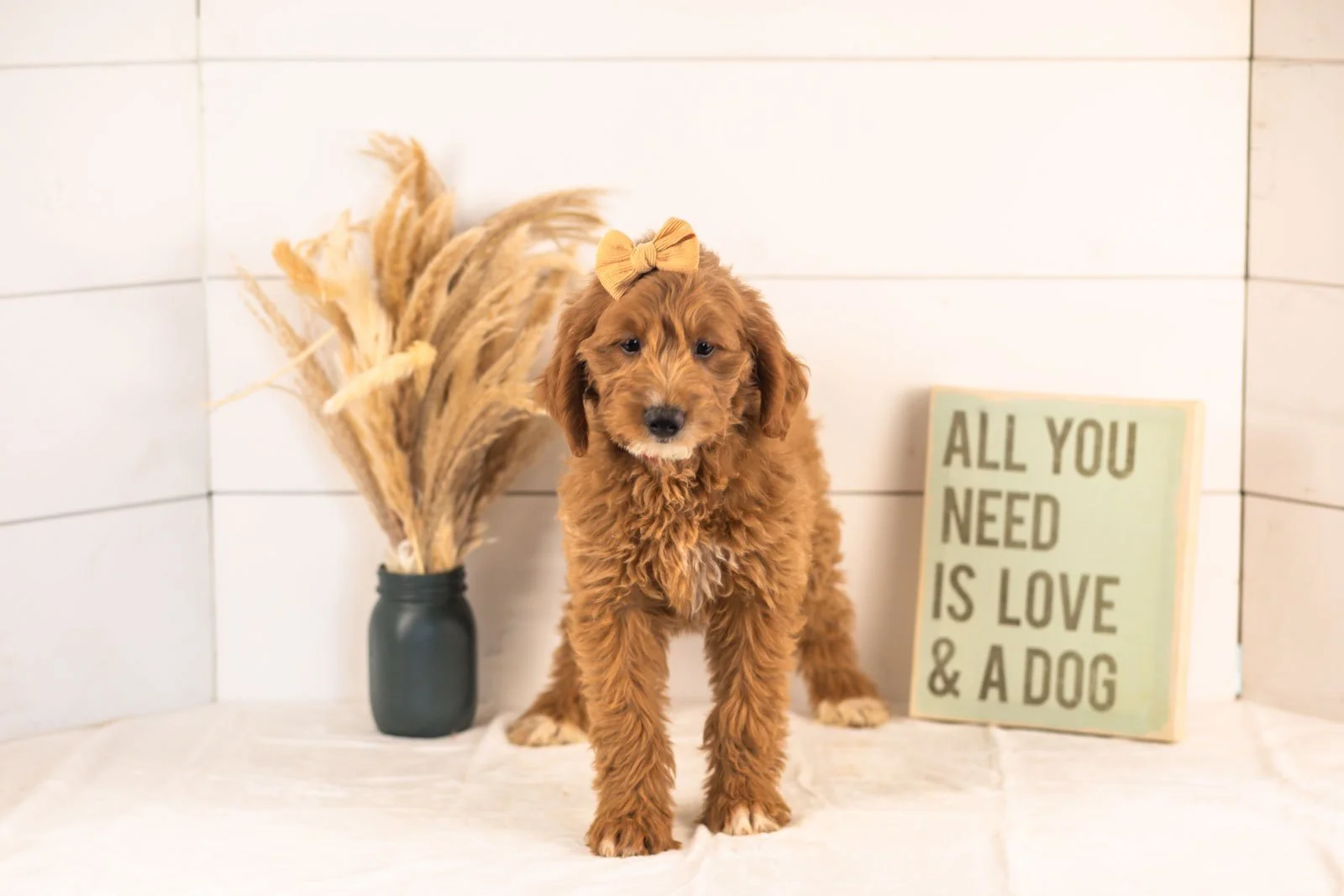 Ophelia goldendoodle for sale(3).jpg