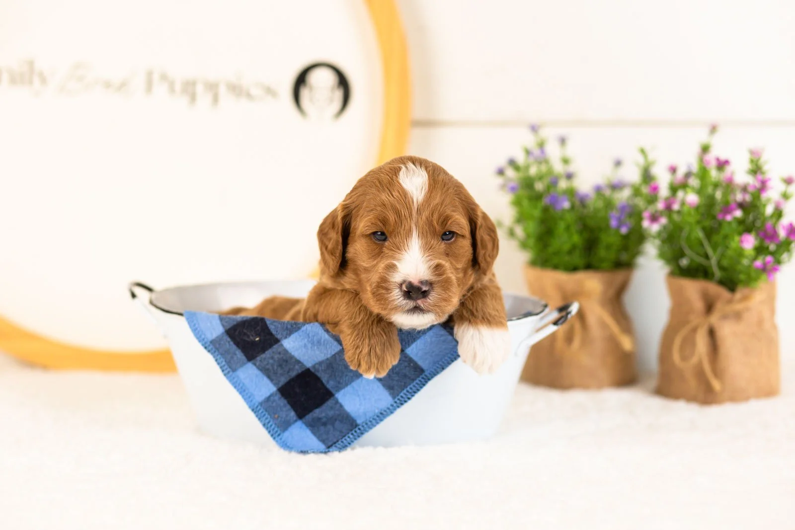 Gouda goldendoodle for sale.jpg