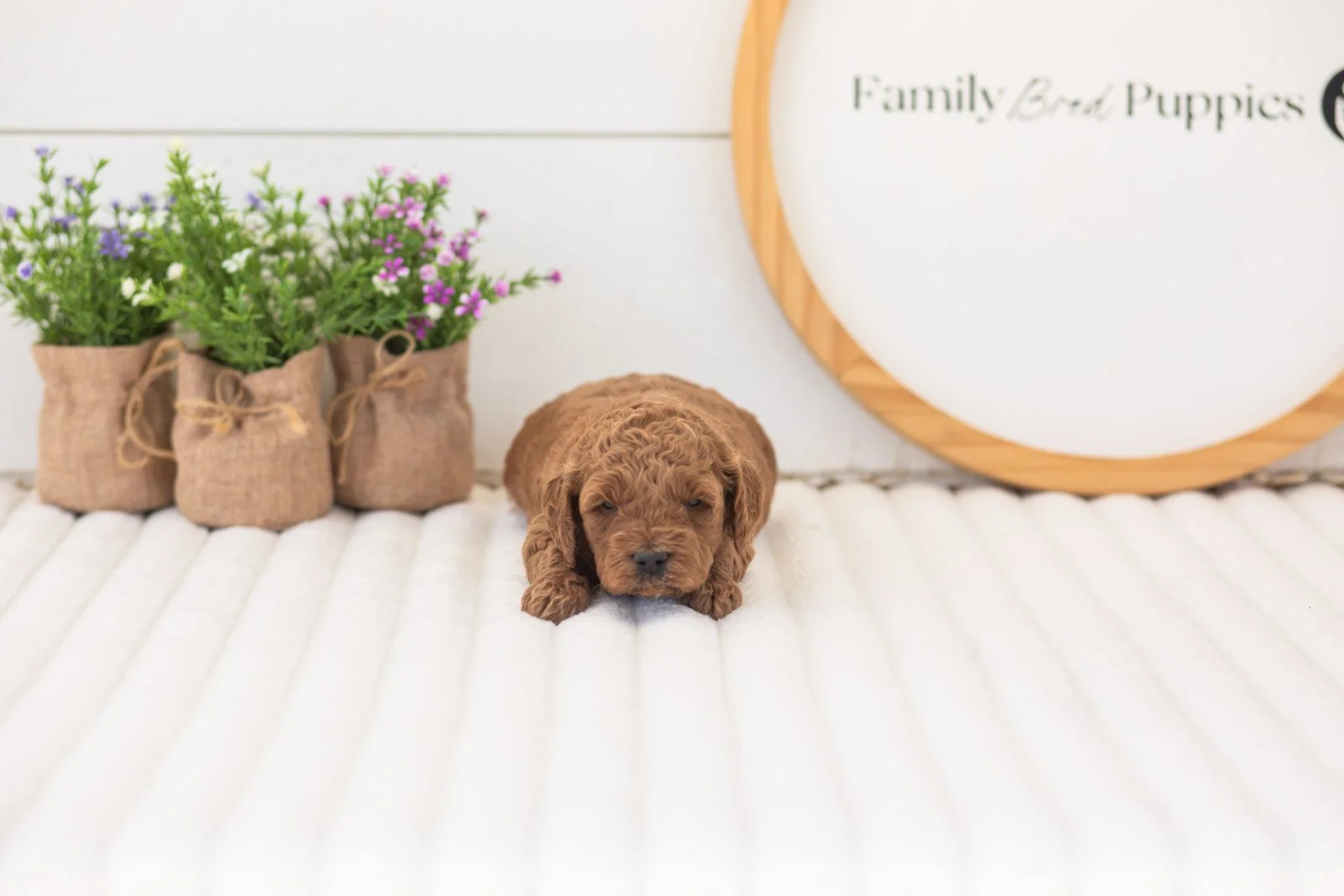 mallory goldendoodle for sale.jpg