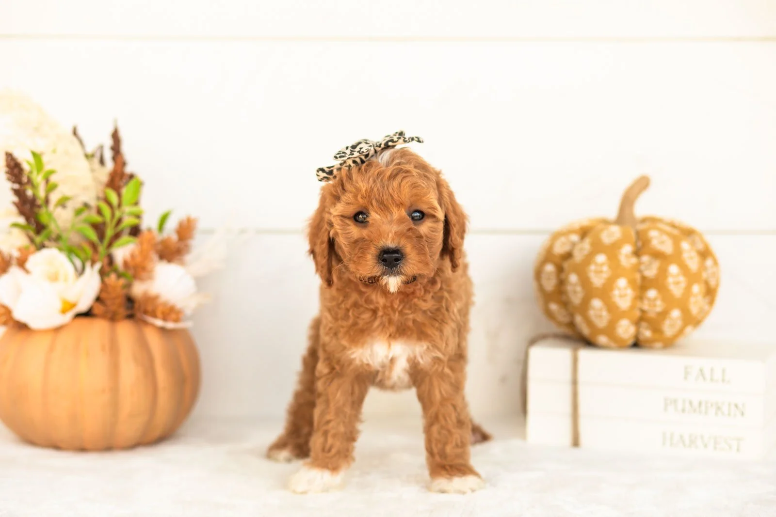 Juniper goldendoodle for sale 3.jpg