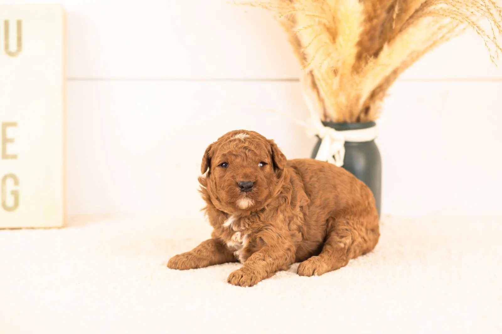 humperdinck goldendoodle for sale(3).jpg