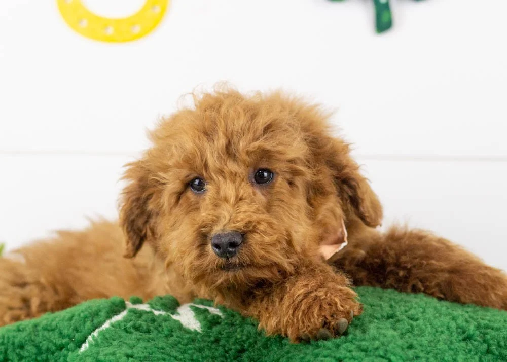goldendoodle for sale