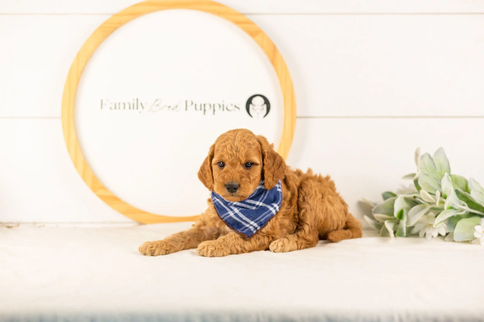 Rainer goldendoodle for sale.jpg
