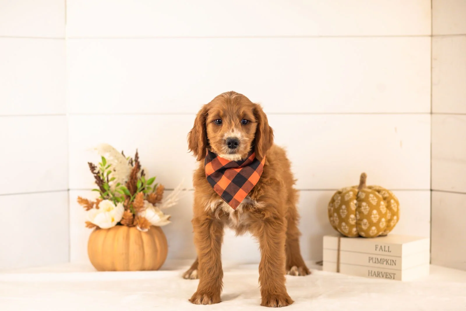 Bentley goldendoodle for sale 4.jpg